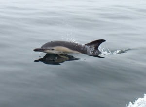 Pembrokeshire Porpoise and Dolphins