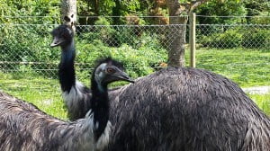 Emus at Anna's Welsh Zoo