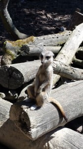 Meerkats at Anna's Welsh Zoo