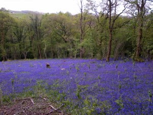 BLuebell Holiday