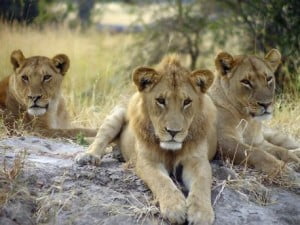 Lions at Folly Farm