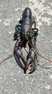 Lobster found sea kayaking