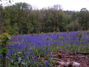 Bluebells in woods at Old Oak Barn in Wales