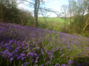 See Bluebells in Wales