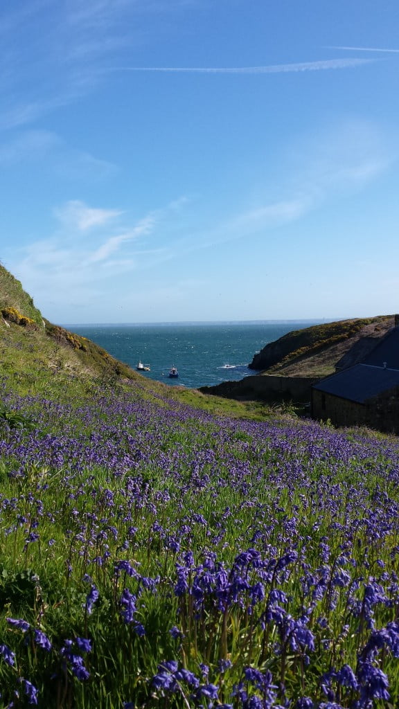 Boat Skomer 2015