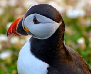 Puffin Skomer