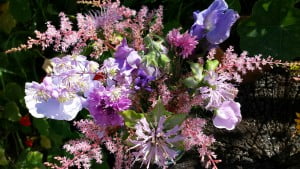 My Garden in Carmarthenshire