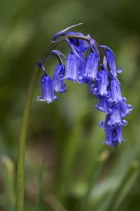 Bluebell Holiday