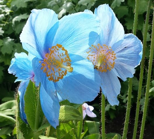 National Botanic Gardens of Wales