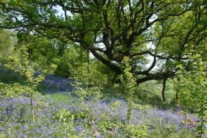 Best Places to see bluebells in Wales