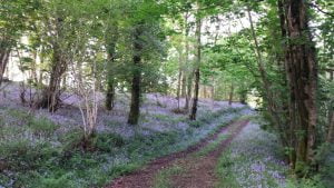 Best Places to see bluebells in Wales