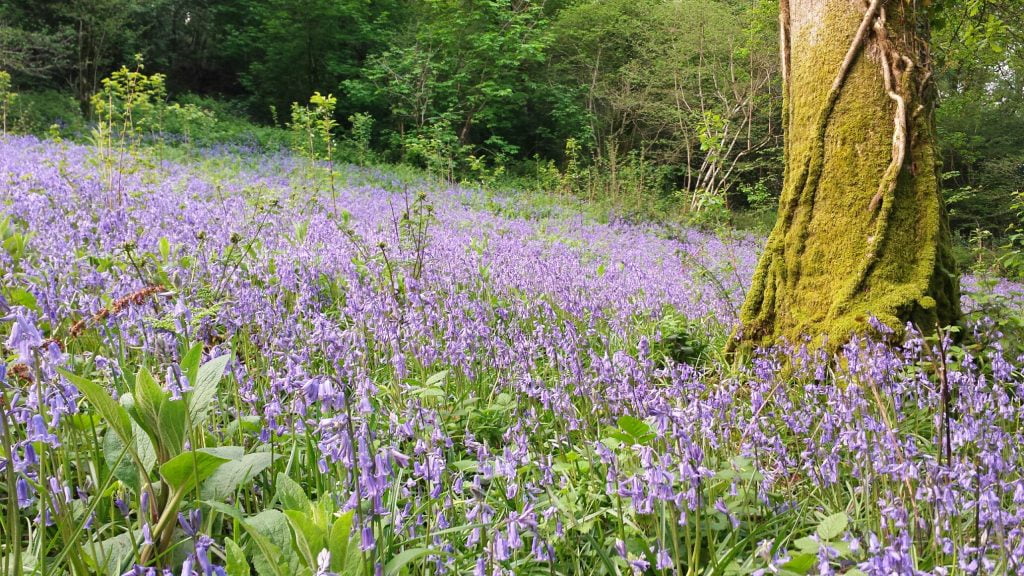Best Places to see bluebells in Wales