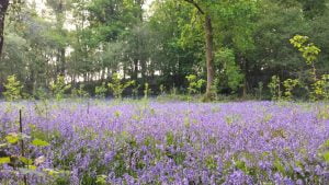 Best Places to see bluebells in Wales