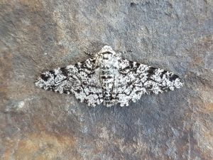 Carmarthenshire Moths