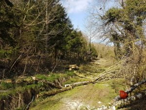 Ash dieback