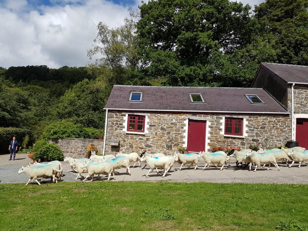 what-to-do-if-you-feel-unwell-self-catering-cottage-carmarthenshire