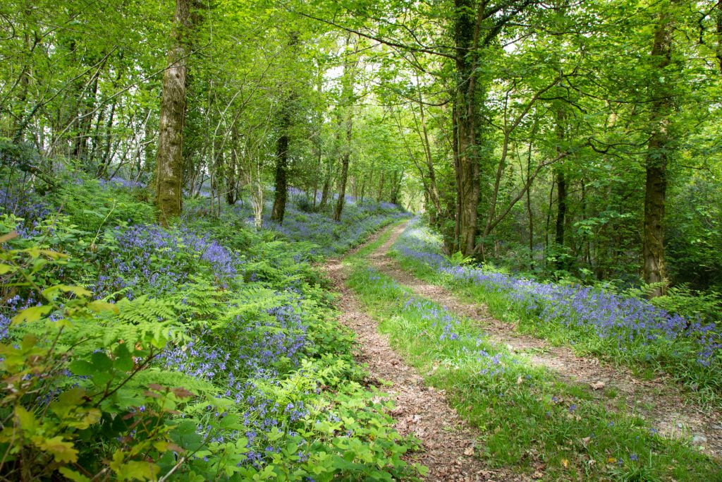 Bluebells at their best in Cwmpalis Woods at Old Oak Barn.